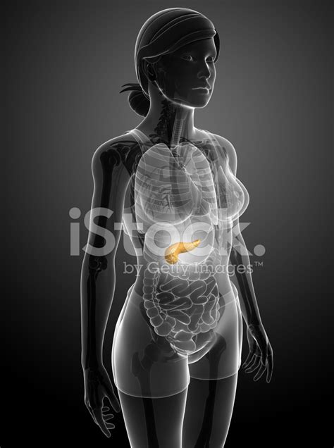 Female Anatomy Pancreas Stock Illustration Illustration Of Nerves My