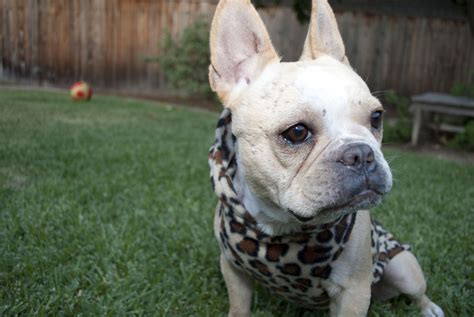 Adopters living in tier 4 areas are unable to travel to collect a pet but the rescue may provide a delivery service across a tier 4 boundary. The Daily Frenchie