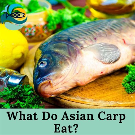 what do asian carp eat can you eat asian carp
