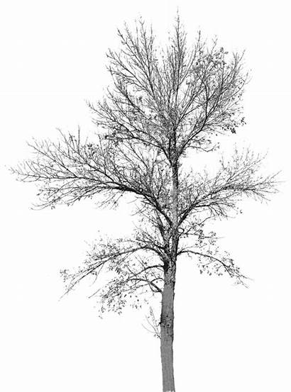 Tree Leaves Pohon Daun Tanpa Gambar Transparent