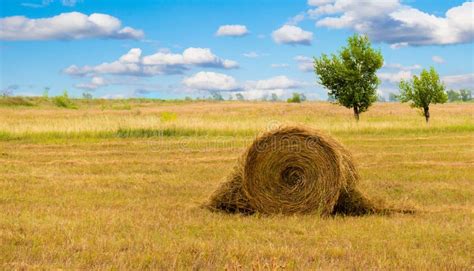 Haystack Sheaf Of Dry Grass Hay Straw Texture Abstract Background
