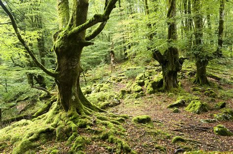 forest, Trees, Moss Wallpapers HD / Desktop and Mobile ...