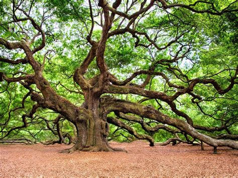 4 Best Trees To Plant In Georgia