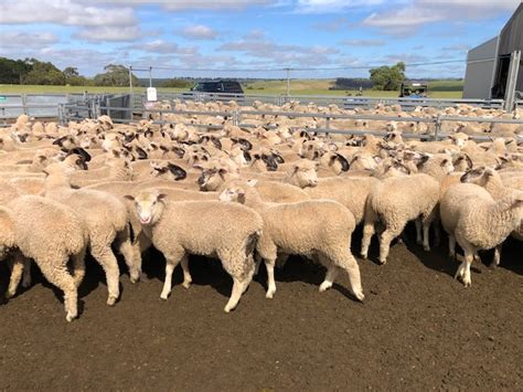 The Herd Online 440 Mixed Sex Suffolk And Poll Dorset X Merino For Sale