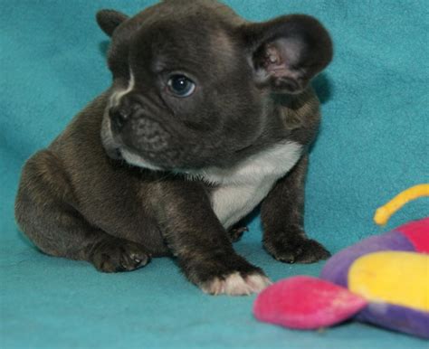 Die französische bulldoggen johanna fritthum klärt, ob die hunderasse zu dir passt! Franz. Bulldogge in Blau - 367891
