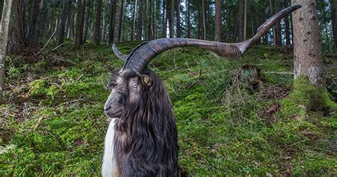 Video Meet Rasputin The Goat With The Largest Horn Spread Guinness