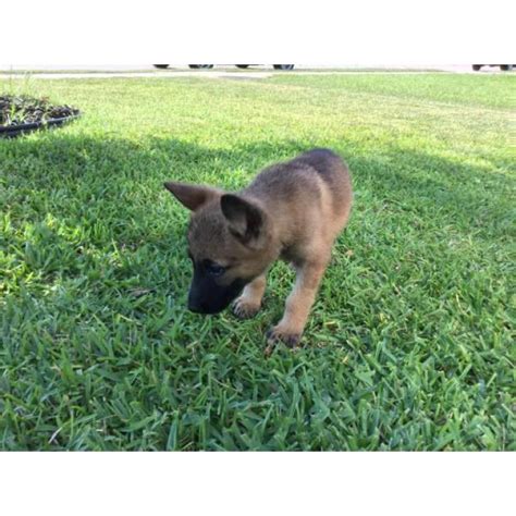 Maybe you would like to learn more about one of these? 6 beautiful German Shepherd puppies ready for adoption in ...