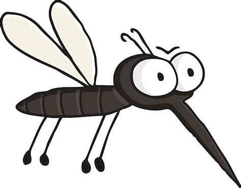 Best Mosquito Illustrations Royalty Free Vector Graphics And Clip Art
