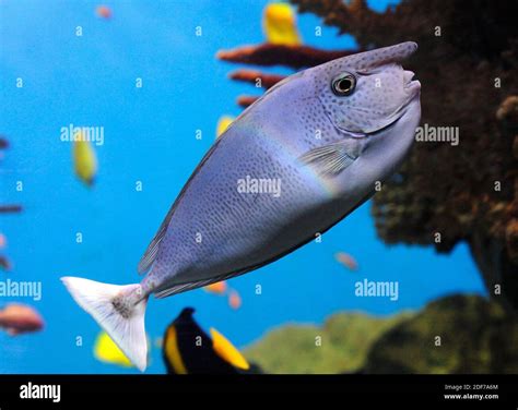 Whitemargin Unicornfish Naso Annulatus Is A Marine Fish Native To