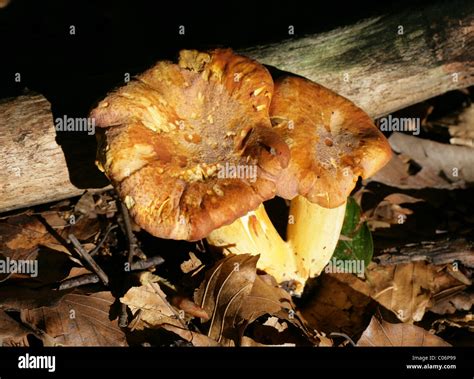 Chanterelle Or Girole Mushroom Cantharellus Cibarius Cantharellaceae