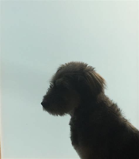 The sapsali (삽살이) is a shaggy south korean breed of dog. Sapsali silhouette | Dogs, Animals, Silhouette