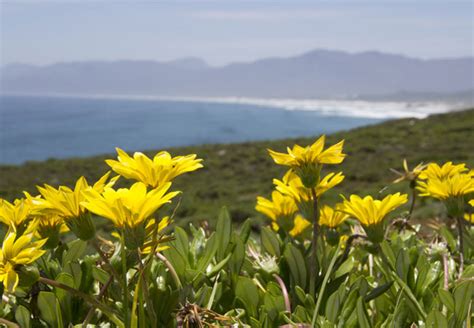 Walker Bay Nature Reserve Western Cape