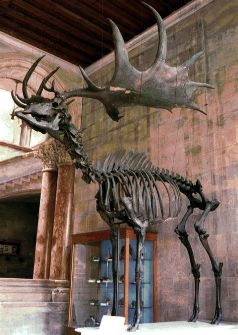 The Irish Deer Or Giant Deer Was A Species Of Megaloceros And One Of