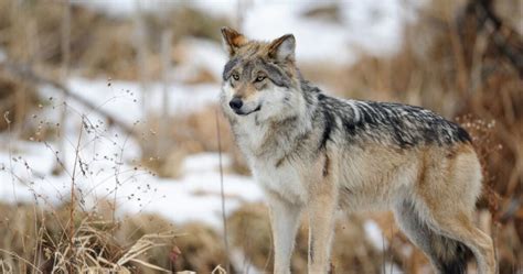 Saving The Endangered Mexican Gray Wolf Earthjustice