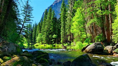 Mountain River Rock Pine Forest Wallpaper For Desktop 8915