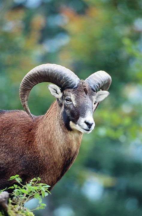 European Mouflon Ovis Musimon Goldau Photograph By Karl Lehmann