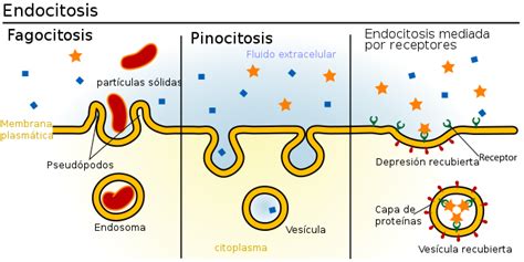 Endocitosis Tipos Y Sus Características Funciones Ejemplos