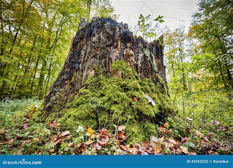 Tree Stump In An Autumn Forest Stock Image Image Of Overgrown Season