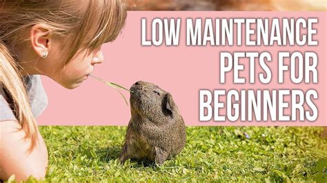 Low Maintenance Pets For Beginners Youtube