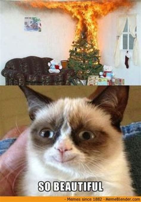 So Beautiful Funny Grumpy Cat Memes Grumpy Cat Grumpy Cat Humor