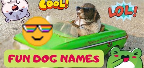 Fun Dog Names That Will Make You Laugh A Clever List Petstime