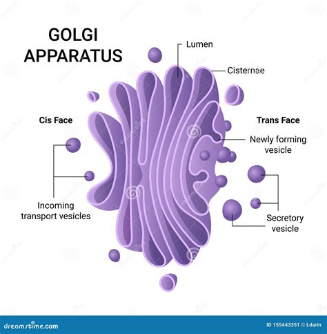 Illustration Of The Golgi Apparatus Structure Vector Infographics The