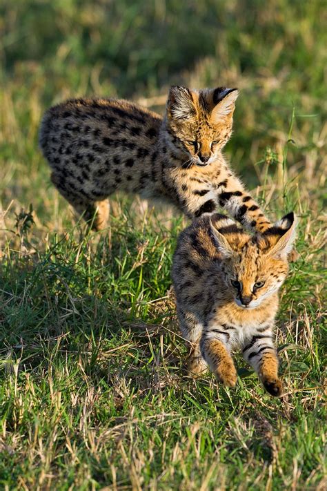 Serval Kittins Play Gatos Selvagens Gatos Animais
