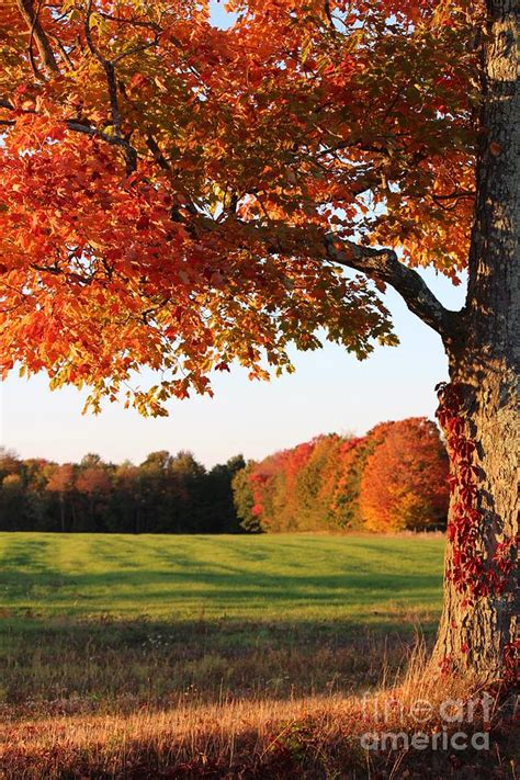 Maine Fall Field And Tree In Sunset Photograph By Colleen Snow Fine