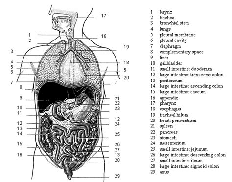 Lower Back Internal Organs Human Body Internal Organ Diagram Koibana