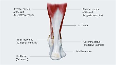 Achilles Tendon Anatomy And Importance