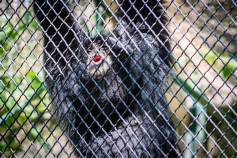 Primate Behavior Changed As Zoos Closed For Pandemic Research Suggests