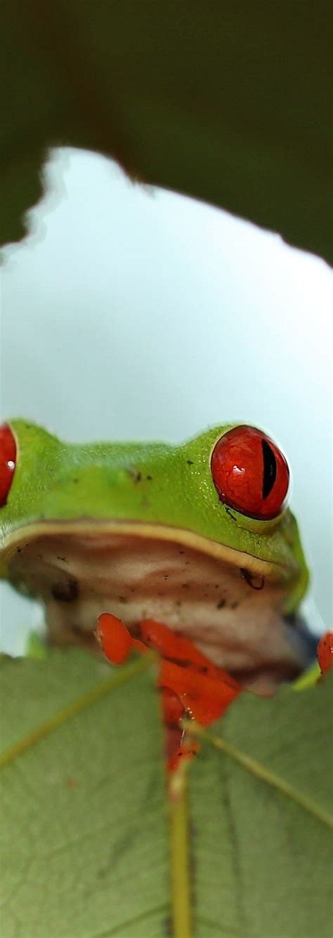 Roodoogmakikikker Red Eyed Tree Frog Agalychnis Callidryas