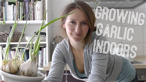 Guide To Growing Garlic Indoors In Pots Or Containers