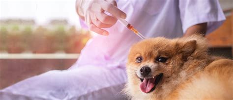When To Give Insulin To A Dog
