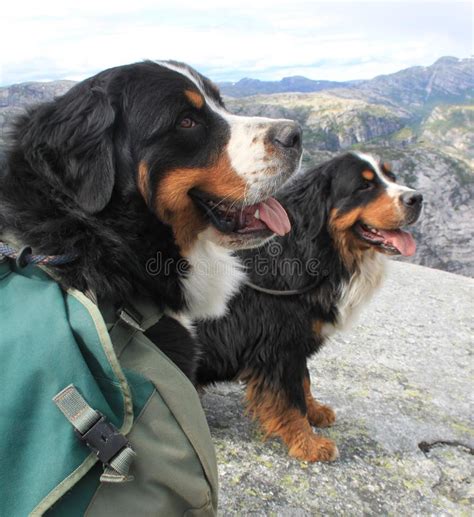 Bernese Mountain Dogs Working Stock Image Image Of Summer Working