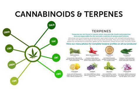 Entourage Effect How Cannabinoids And Terpenes Work Together Learn