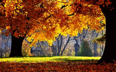 Leaves Of Tree Turning Yellow And Some Falling Combined