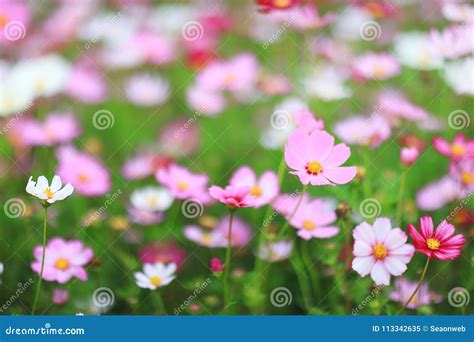 Cosmos Bipinnatus Color Flower Bed In Spring Stock Image Image Of