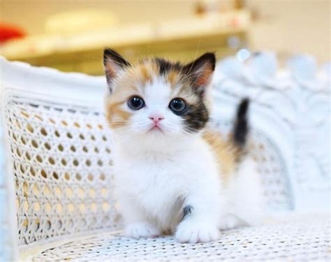 9 Gambar Kucing Lucu Dan Menggemaskan Yang Bisa Redakan Stres