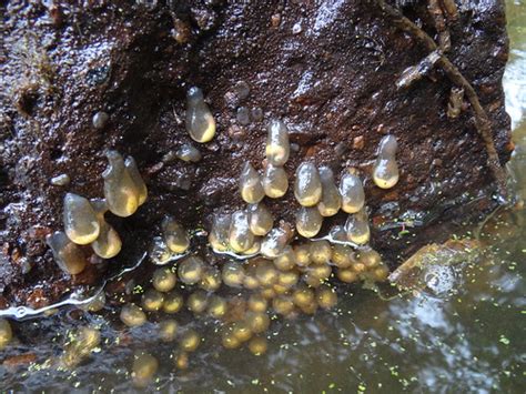 Mudpuppy Eggs On The Underside Of A Rock Corey Raimond Flickr