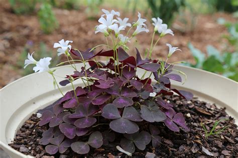 How To Grow Oxalis Gardening With Charlie
