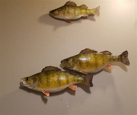 Perch Mount - Mille Lacs Lake | In-Depth Outdoors