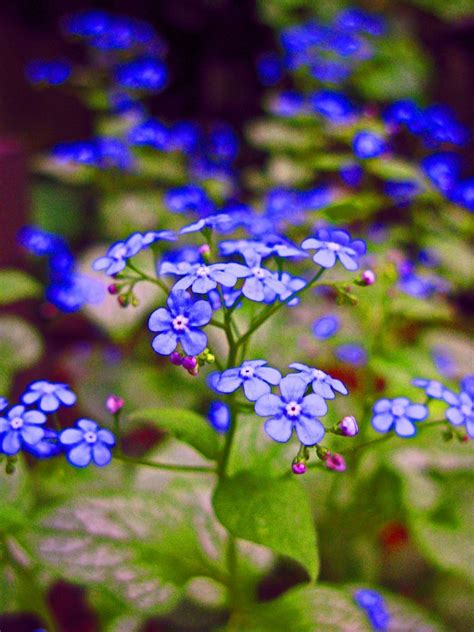 Natives are an especially popular choice for large naturalized. Brunnera "Jack Frost". A great foliage plant but look at ...