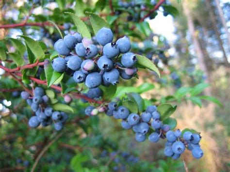 How To Grow Huckleberries Growing Blueberries Huckleberry Plant