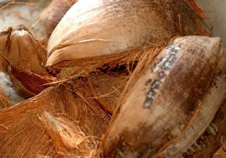 Biasanya, sabut kelapa dianggap sebagai limbah yang tidak berguna, sehingga sering. Berbagai Macam Jenis Media Tanam untuk Budidaya atau ...