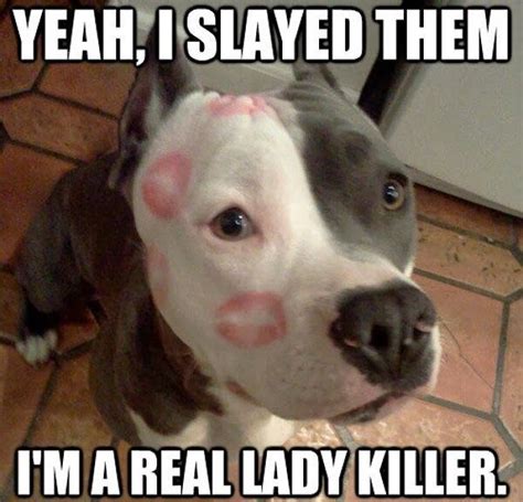 Cute Pitbull Pictures With Captions 30 Funny Animal Captions Part