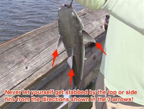 How To Unhook A Saltwater Catfish With Or Without Touching It Video