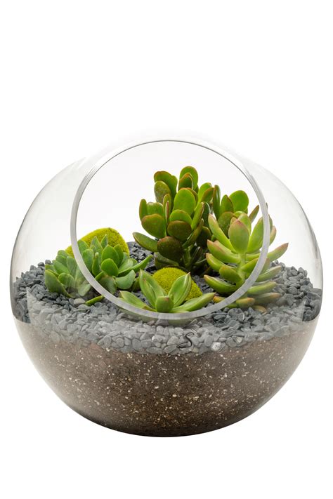 It doesn't really matter where the cactus grows up. Terrarium Succulents Transparent Background : Sakura Tucson