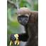 Woolly Monkey Facts  CRITTERFACTS