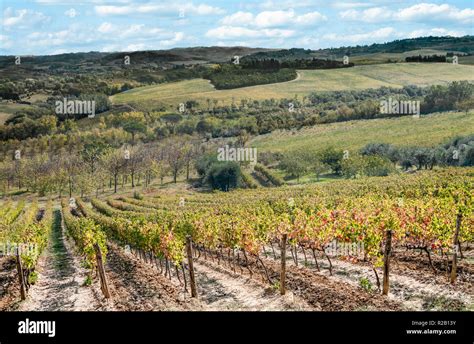 Tuscany In October Vineyards And Olive Groves Show Fall Colors On A
